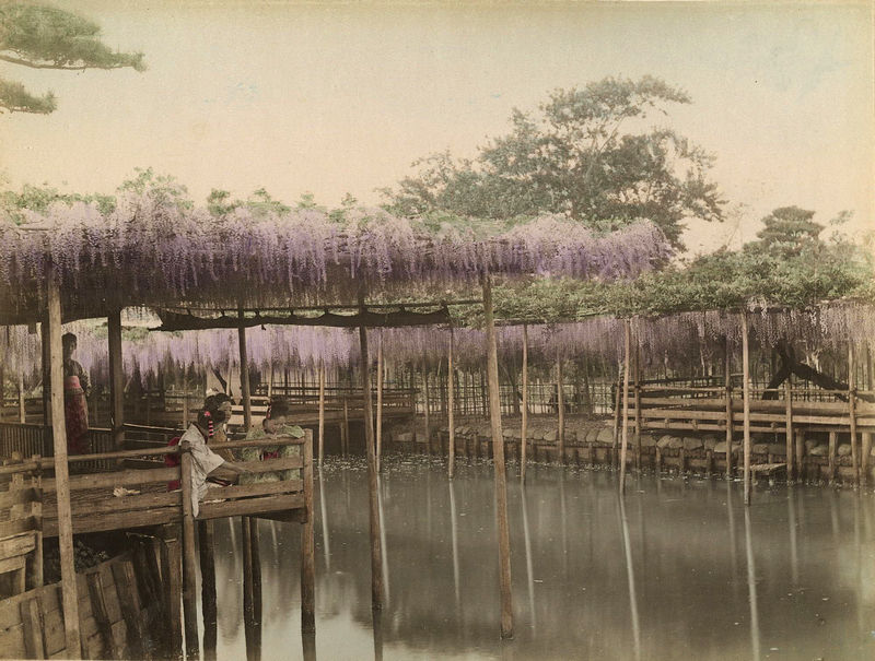 Тамамура Кодзабуро. Любование цветением глицинии в святилище Камэйдо-Тэндзин, Токио. Около 1897 г.  Альбуминовый отпечаток, раскраска. Из собрания МАММ